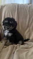 Female Puppy 1, a female Poodle - Miniature  and Bernedoodle for sale in Providence, RI – 4 of 6