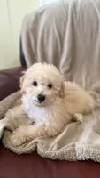 Female Puppy 2, a female Poodle - Miniature  and Bernedoodle for sale in Providence, RI – 5 of 10