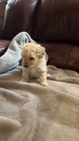 Female Puppy 2, a male Poodle - Miniature  and Bernedoodle for sale in Providence, RI – 10 of 10