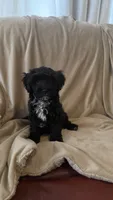 Female Puppy 3, a female Poodle - Miniature  and Bernedoodle for sale in Providence, RI – 3 of 10