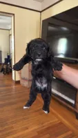Female Puppy 3, a male Poodle - Miniature  and Bernedoodle for sale in Providence, RI – 2 of 6