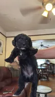 Female Puppy 3, a male Poodle - Miniature  and Bernedoodle for sale in Providence, RI – 6 of 6