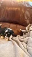 Male Puppy 2, a male Poodle - Miniature  and Bernedoodle for sale in Providence, RI – 4 of 6