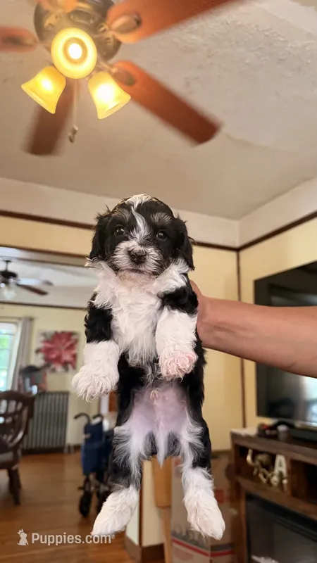Male Puppy 2 – Poodle - Miniature , Bernedoodle puppy for sale in Providence, RI