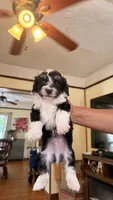 Male Puppy 2, a male Poodle - Miniature  and Bernedoodle for sale in Providence, RI – 1 of 6
