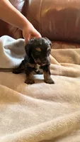 Male Puppy 1, a male Poodle - Miniature  for sale in Providence, RI – 6 of 7