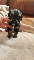 Male Puppy 1, a male Poodle - Miniature  for sale in Providence, RI – 3 of 7