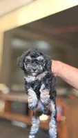 Female Puppy 1, a male Poodle - Miniature  and Bernedoodle for sale in Providence, RI – 5 of 5