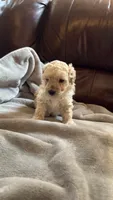 Female Puppy 2, a male Poodle - Miniature  and Bernedoodle for sale in Providence, RI – 3 of 10