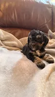 Female Puppy 1, a male Poodle - Miniature  and Bernedoodle for sale in Providence, RI – 2 of 5