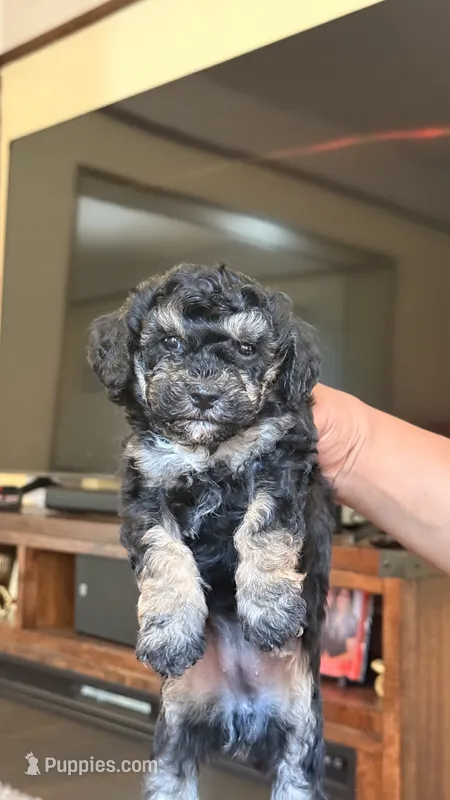 Female Puppy 1 – Poodle - Miniature , Bernedoodle puppy for sale in Providence, RI