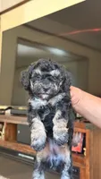 Female Puppy 1, a male Poodle - Miniature  and Bernedoodle for sale in Providence, RI – 1 of 5