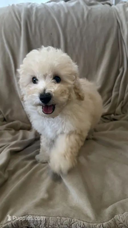 Female Puppy 2 – Poodle - Miniature , Bernedoodle puppy for sale in Providence, RI