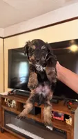 Male Puppy 1, a male Poodle - Miniature  for sale in Providence, RI – 7 of 7