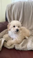 Female Puppy 2, a female Poodle - Miniature  and Bernedoodle for sale in Providence, RI – 4 of 10