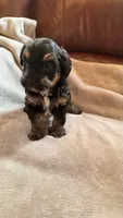 Male Puppy 1, a male Poodle - Miniature  for sale in Providence, RI – 5 of 7