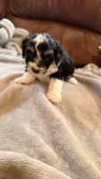 Male Puppy 2, a male Poodle - Miniature  and Bernedoodle for sale in Providence, RI – 5 of 6