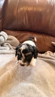 Male Puppy 2, a male Poodle - Miniature  and Bernedoodle for sale in Providence, RI – 2 of 6