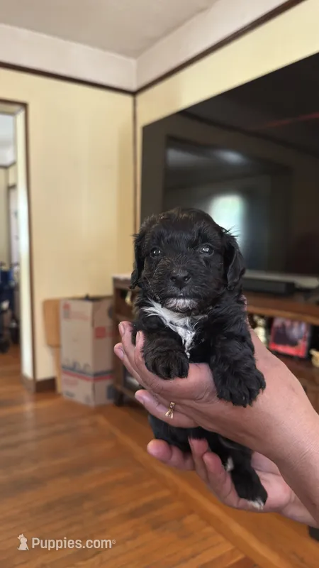 Female Puppy 3 – Poodle - Miniature , Bernedoodle puppy for sale in Providence, RI