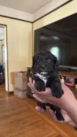 Female Puppy 3, a male Poodle - Miniature  and Bernedoodle for sale in Providence, RI – 1 of 6