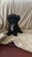 Female Puppy 3, a female Poodle - Miniature  and Bernedoodle for sale in Providence, RI – 1 of 10