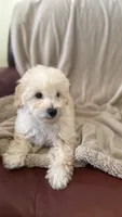 Female Puppy 2, a female Poodle - Miniature  and Bernedoodle for sale in Providence, RI – 6 of 10