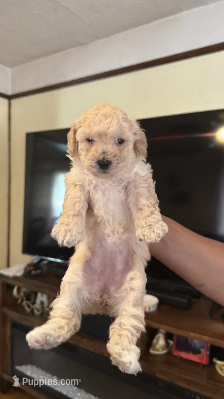 Female Puppy 2 – Poodle - Miniature , Bernedoodle puppy for sale in Providence, RI