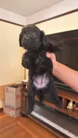 Female Puppy 4, a male Poodle - Miniature  and Bernedoodle for sale in Providence, RI – 5 of 5