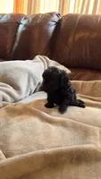 Female Puppy 4, a male Poodle - Miniature  and Bernedoodle for sale in Providence, RI – 4 of 5