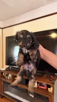 Male Puppy 1, a male Poodle - Miniature  for sale in Providence, RI – 2 of 7