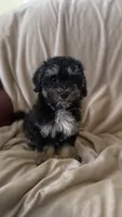 Female Puppy 1, a female Poodle - Miniature  and Bernedoodle for sale in Providence, RI – 2 of 6