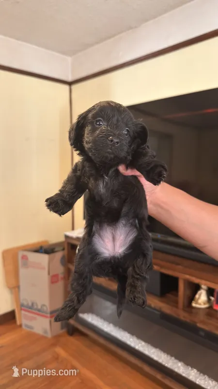 Female Puppy 4 – Poodle - Miniature , Bernedoodle puppy for sale in Providence, RI