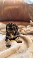 Female Puppy 1, a male Poodle - Miniature  and Bernedoodle for sale in Providence, RI – 3 of 5
