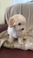 Female Puppy 2, a female Poodle - Miniature  and Bernedoodle for sale in Providence, RI – 8 of 10