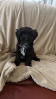 Female Puppy 3, a female Poodle - Miniature  and Bernedoodle for sale in Providence, RI – 4 of 10