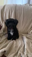 Female Puppy 3, a female Poodle - Miniature  and Bernedoodle for sale in Providence, RI – 5 of 10