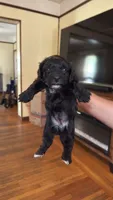Female Puppy 3, a female Poodle - Miniature  and Bernedoodle for sale in Providence, RI – 9 of 10