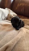 Female Puppy 4, a male Poodle - Miniature  and Bernedoodle for sale in Providence, RI – 2 of 5