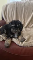 Female Puppy 1, a female Poodle - Miniature  and Bernedoodle for sale in Providence, RI – 3 of 6