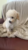 Female Puppy 2, a female Poodle - Miniature  and Bernedoodle for sale in Providence, RI – 10 of 10