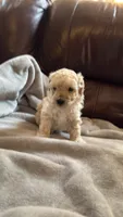 Female Puppy 2, a male Poodle - Miniature  and Bernedoodle for sale in Providence, RI – 5 of 10