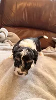 Male Puppy 2, a male Poodle - Miniature  and Bernedoodle for sale in Providence, RI – 6 of 6