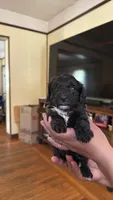 Female Puppy 3, a female Poodle - Miniature  and Bernedoodle for sale in Providence, RI – 10 of 10