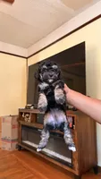 Female Puppy 1, a male Poodle - Miniature  and Bernedoodle for sale in Providence, RI – 4 of 5