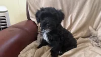 Female Puppy 3, a female Poodle - Miniature  and Bernedoodle for sale in Providence, RI – 2 of 10