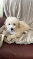 Female Puppy 2, a female Poodle - Miniature  and Bernedoodle for sale in Providence, RI – 3 of 10