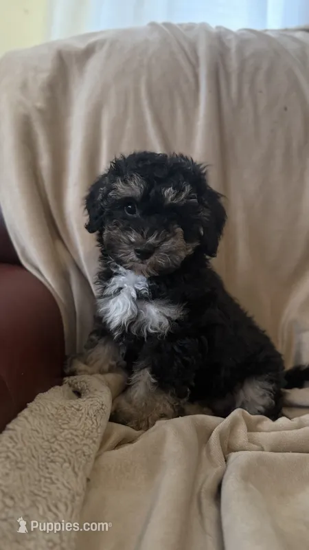 Female Puppy 1 – Poodle - Miniature , Bernedoodle puppy for sale in Providence, RI