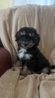 Female Puppy 1, a female Poodle - Miniature  and Bernedoodle for sale in Providence, RI – 1 of 6