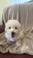 Female Puppy 2, a female Poodle - Miniature  and Bernedoodle for sale in Providence, RI – 9 of 10