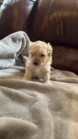 Female Puppy 2, a male Poodle - Miniature  and Bernedoodle for sale in Providence, RI – 8 of 10